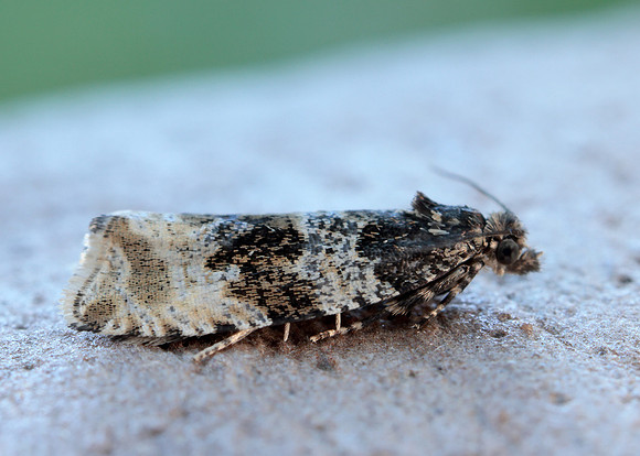 49.154 BF1087 Orthotaenia undulana