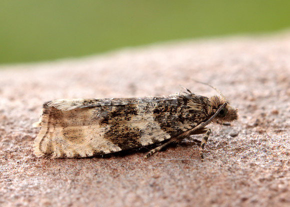 49.154 BF1087 Orthotaenia undulana