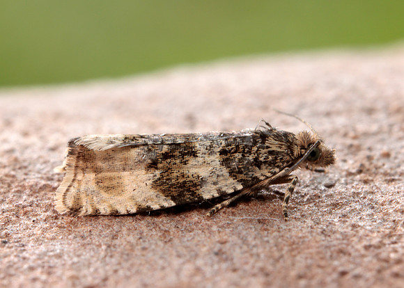 49.154 BF1087 Orthotaenia undulana