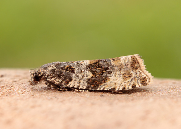 49.154 BF1087 Orthotaenia undulana