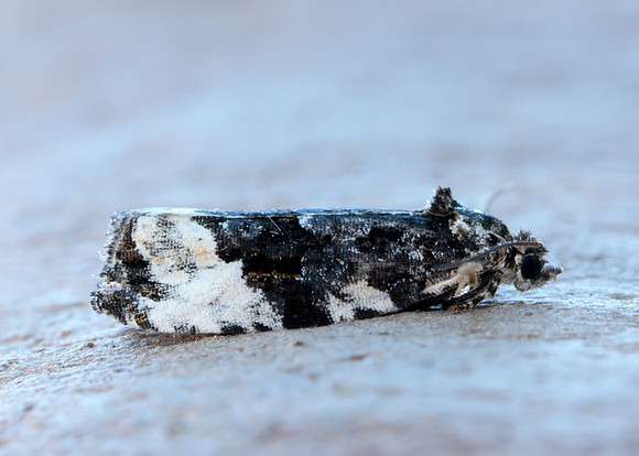 49.157 BF1082 Plum Tortrix Hedya pruniana