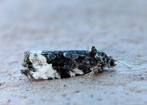 49.157 BF1082 Plum Tortrix Hedya pruniana