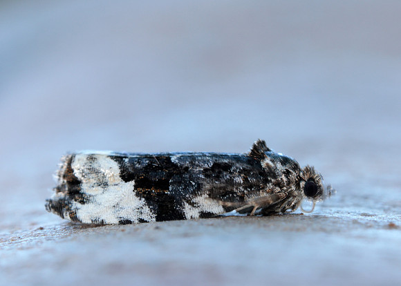 49.157 BF1082 Plum Tortrix Hedya pruniana
