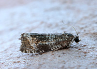 49.166 BF1076 Celypha lacunana