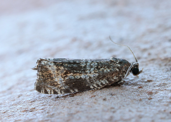 49.166 BF1076 Celypha lacunana