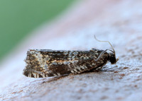 49.166 BF1076 Celypha lacunana