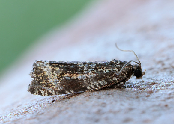 49.166 BF1076 Celypha lacunana