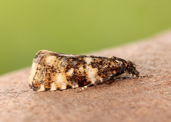 49.173 BF1075 Phiaris micana