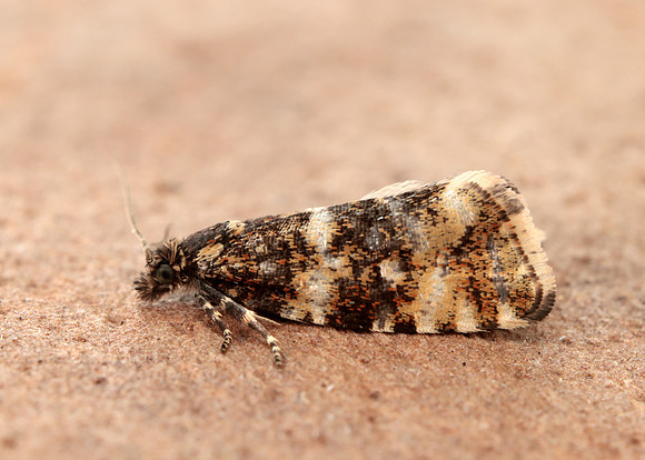 49.173 BF1075 Phiaris micana