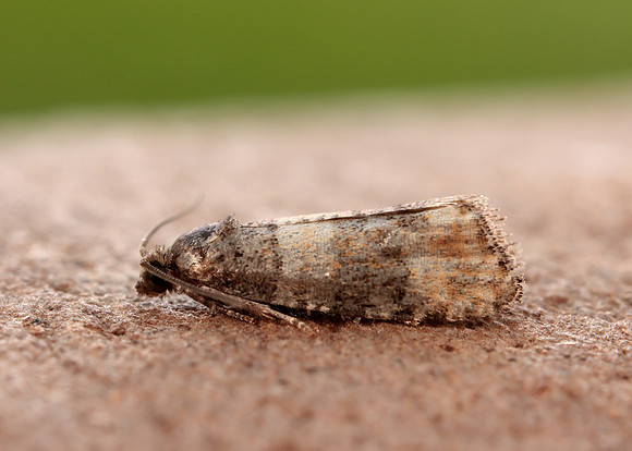 49.180 BF1079 Piniphila bifasciana