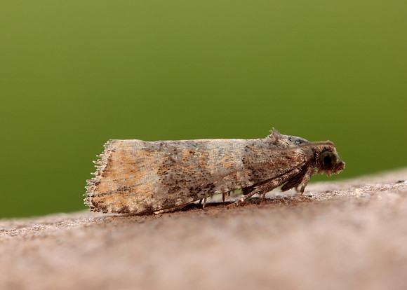 49.180 BF1079 Piniphila bifasciana