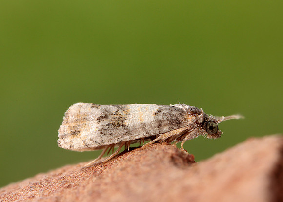49.180 BF1079 Piniphila bifasciana