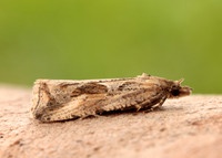 49.193 BF1104 Endothenia quadrimaculana