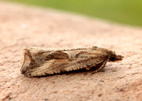 49.193 BF1104 Endothenia quadrimaculana