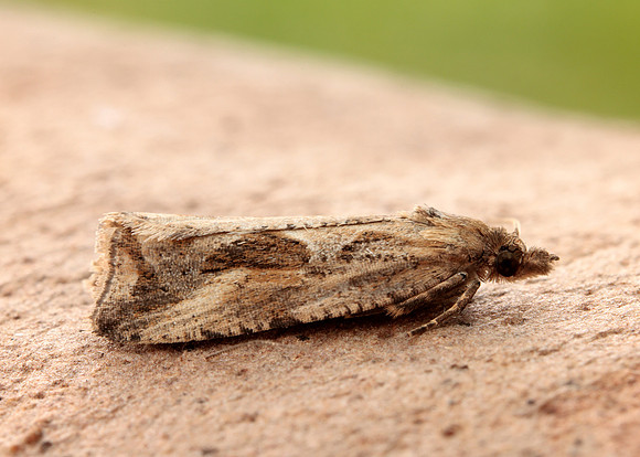 49.193 BF1104 Endothenia quadrimaculana