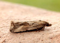 49.193 BF1104 Endothenia quadrimaculana