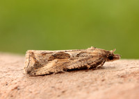 49.193 BF1104 Endothenia quadrimaculana