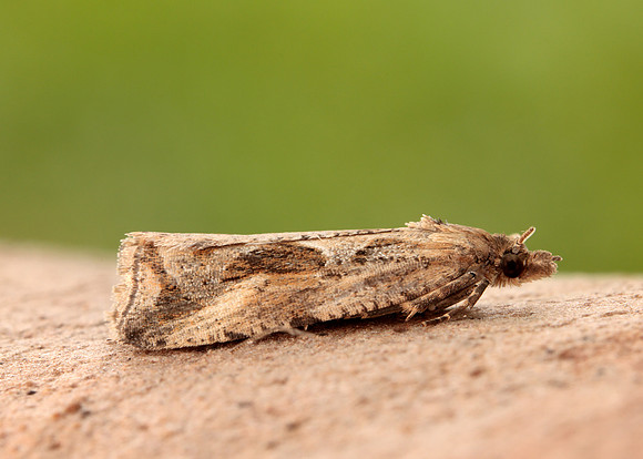 49.193 BF1104 Endothenia quadrimaculana