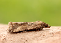 49.193 BF1104 Endothenia quadrimaculana