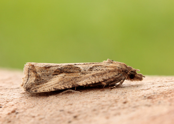49.193 BF1104 Endothenia quadrimaculana
