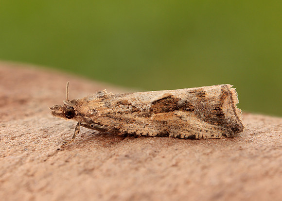 49.193 BF1104 Endothenia quadrimaculana