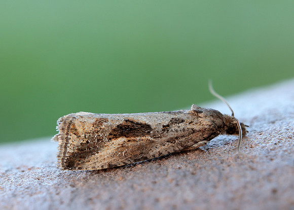 49.193 BF1104 Endothenia quadrimaculana