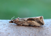 49.193 BF1104 Endothenia quadrimaculana