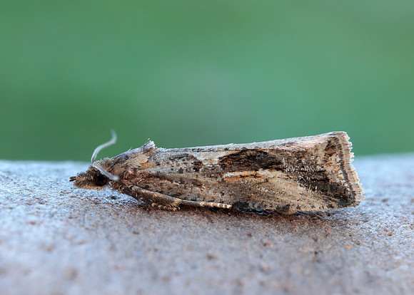 49.193 BF1104 Endothenia quadrimaculana