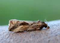 49.193 BF1104 Endothenia quadrimaculana