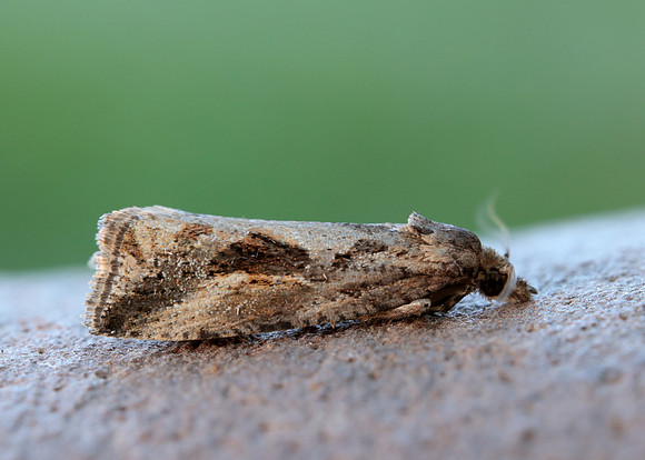 49.193 BF1104 Endothenia quadrimaculana