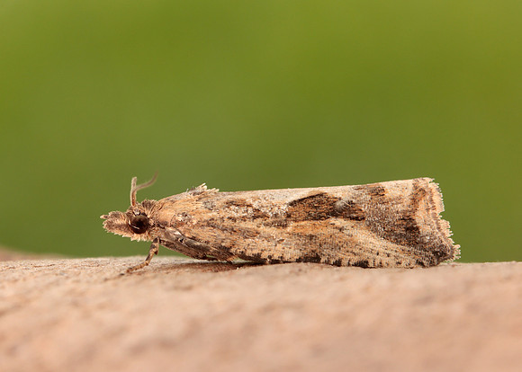 49.193 BF1104 Endothenia quadrimaculana