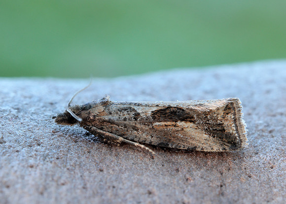 49.193 BF1104 Endothenia quadrimaculana