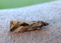 49.193 BF1104 Endothenia quadrimaculana