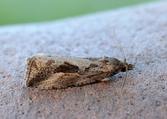 49.193 BF1104 Endothenia quadrimaculana