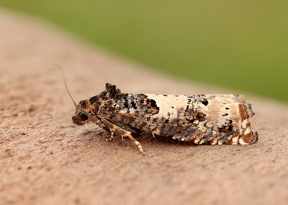 49.285 BF1184 Epiblema scutulana