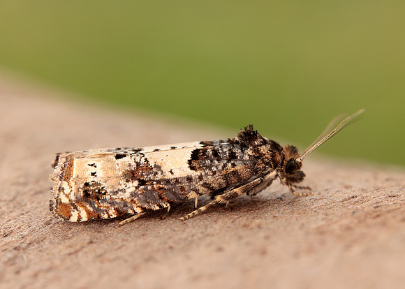 49.285 BF1184 Epiblema scutulana
