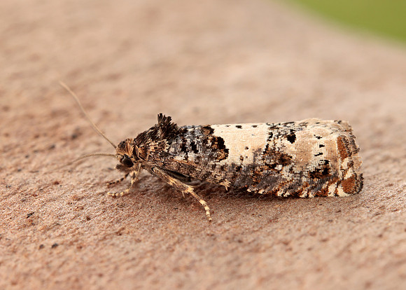 49.285 BF1184 Epiblema scutulana