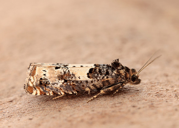 49.285 BF1184 Epiblema scutulana
