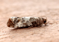 49.298 BF1176 Notocelia trimaculana