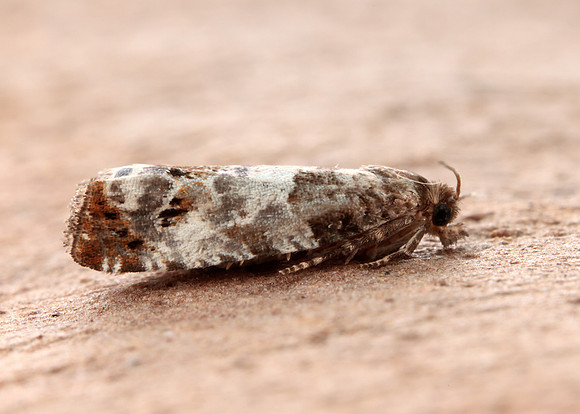 49.298 BF1176 Notocelia trimaculana
