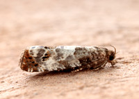 49.298 BF1176 Notocelia trimaculana