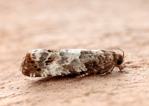 49.298 BF1176 Notocelia trimaculana