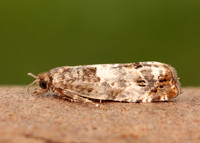 49.298 BF1176 Notocelia trimaculana