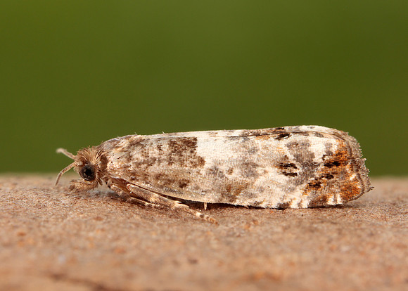 49.298 BF1176 Notocelia trimaculana
