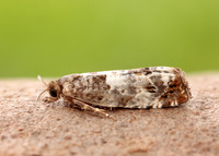 49.298 BF1176 Notocelia trimaculana