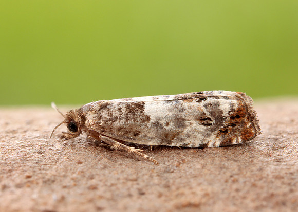 49.298 BF1176 Notocelia trimaculana