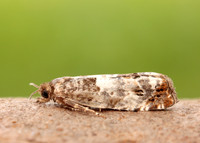 49.298 BF1176 Notocelia trimaculana