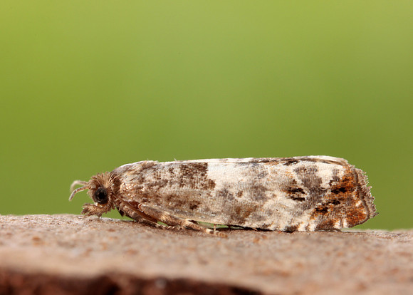 49.298 BF1176 Notocelia trimaculana
