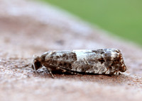 49.298 BF1176 Notocelia trimaculana