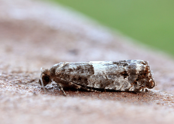 49.298 BF1176 Notocelia trimaculana
